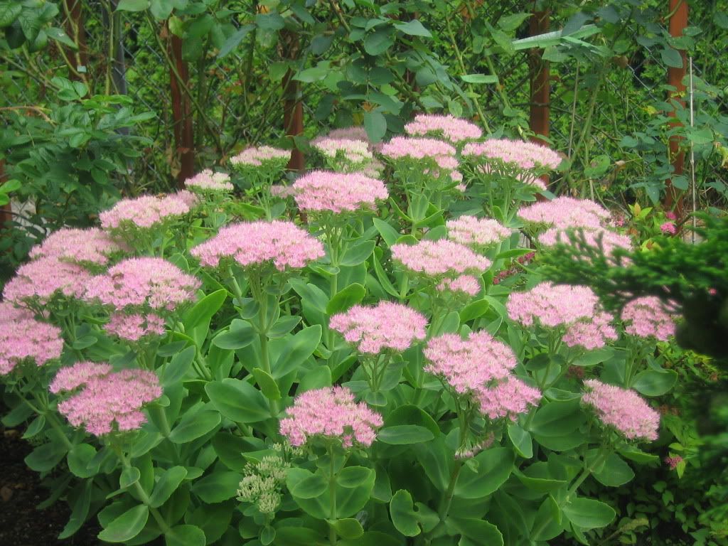 Suzie sedum
